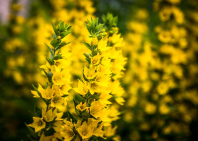 Bauernhofblumen