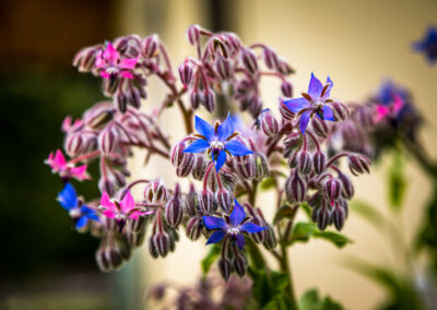 Bauernhofblumen