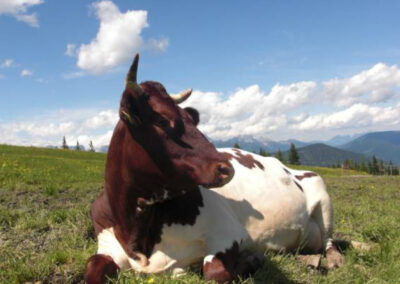 Kuh auf der Alm