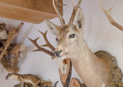 Rehbock im Vorhaus Jandlbauer